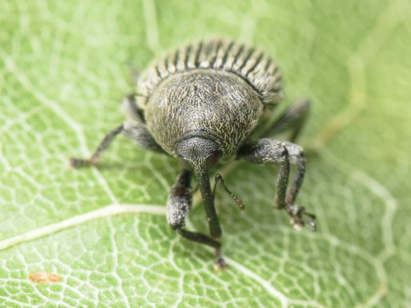 Miarus ajugae (Herbst, 1795)